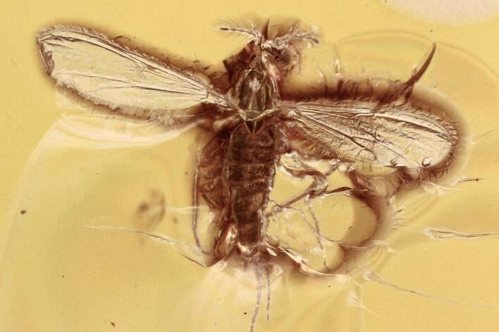 Fossil True Midge (Chironomidae) in Baltic Amber #330642